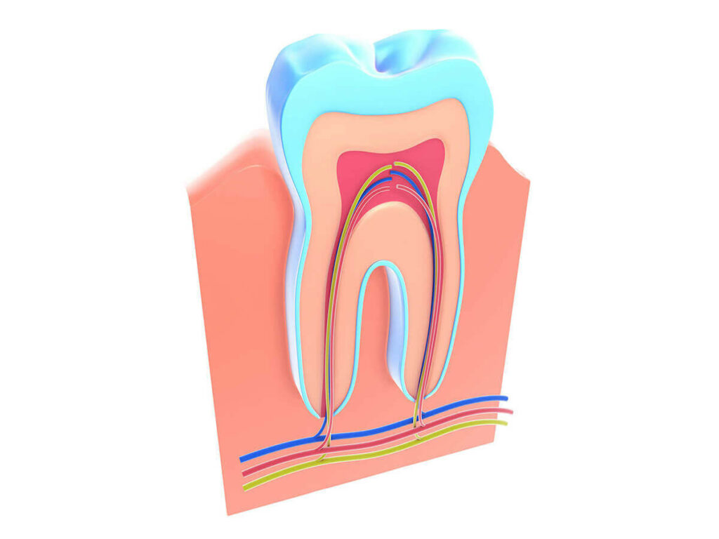 illustration of root canal of a tooth